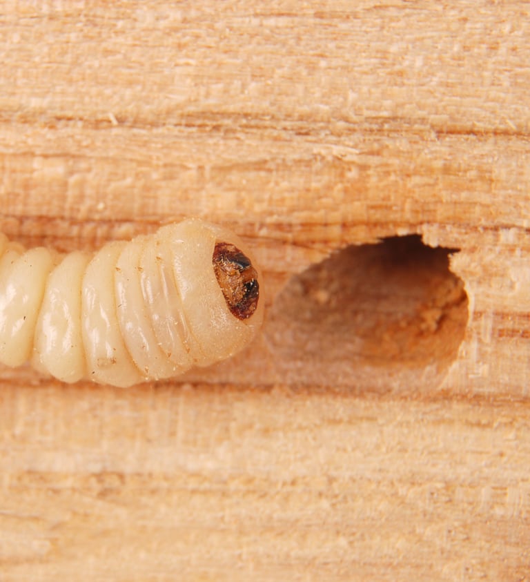 larve de capricorne des maisons