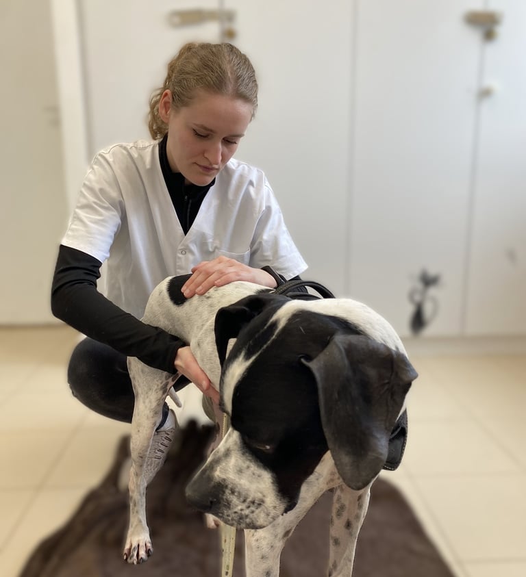 Séance d'ostéopathie animale pour chien en Belgique