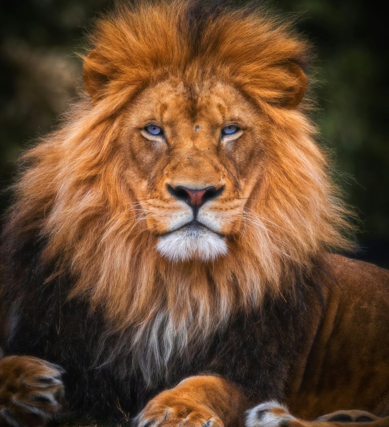 Majestic male lion with a thick orange mane and striking blue eyes resting in the wild.