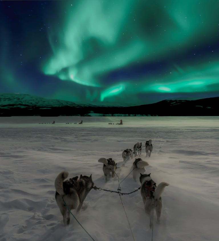 Psie zaprzęgi w Laponii pod zorzą polarną.