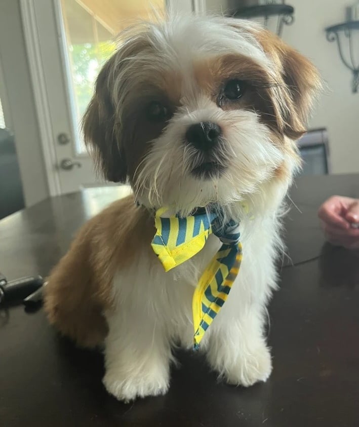 A brown and white Mal-Shi puppy wearing a yellow and blue striped bow tie sitting on a dark table.