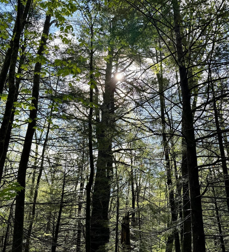 Photo of tall trees, close together, with the sun shining brightly between branches.