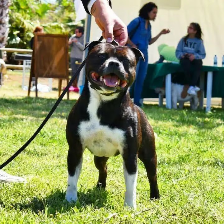 Maschio di Staffordshire Bull Terrier 3 anni nero tigrato e bianco in expo Enci Italia