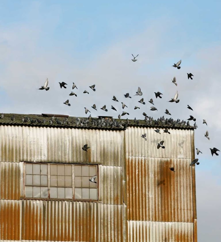 Groupe de pigeons sur un bâtiment