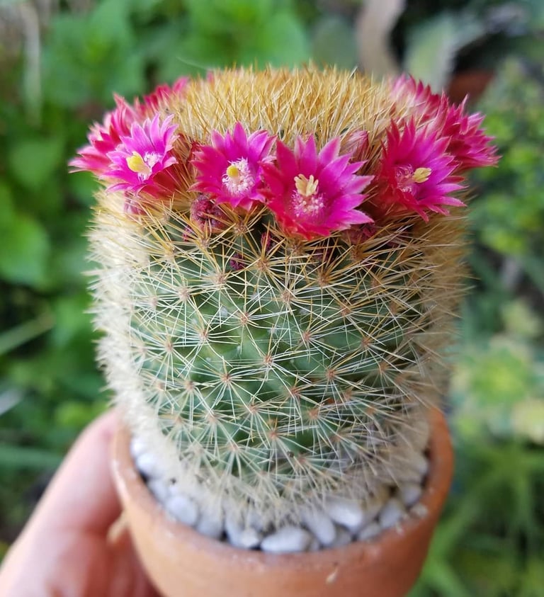 One flowering Crown Cactus in a pod