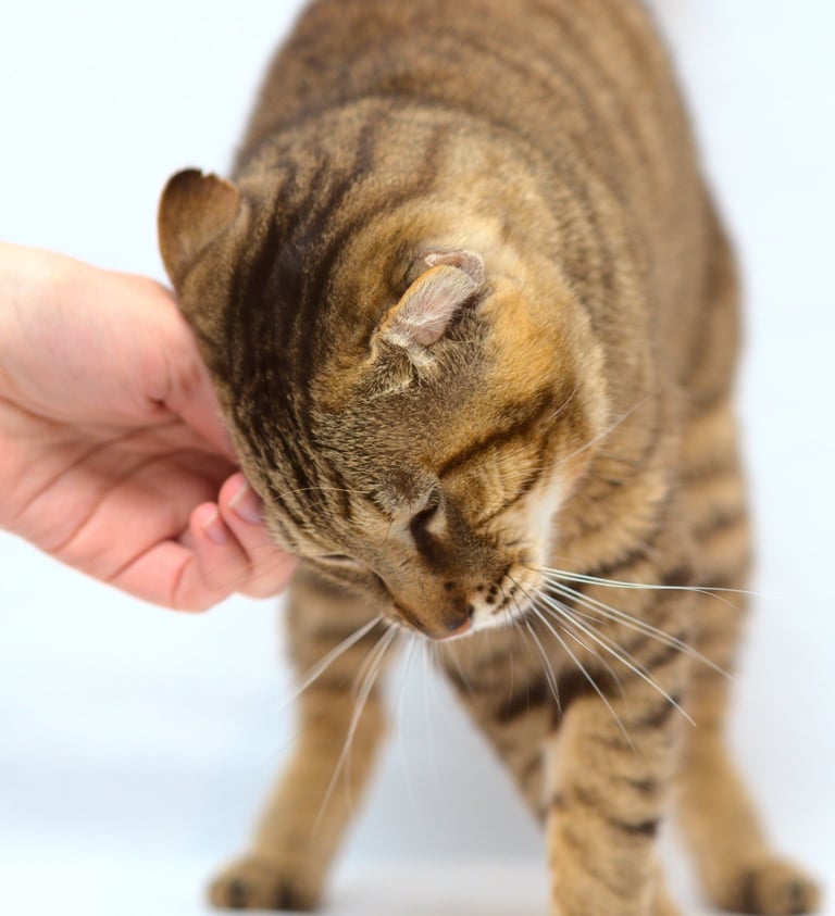 Un chat tigré marron se frottant la tête contre la main de sa maîtresse. Photo prise en studio.