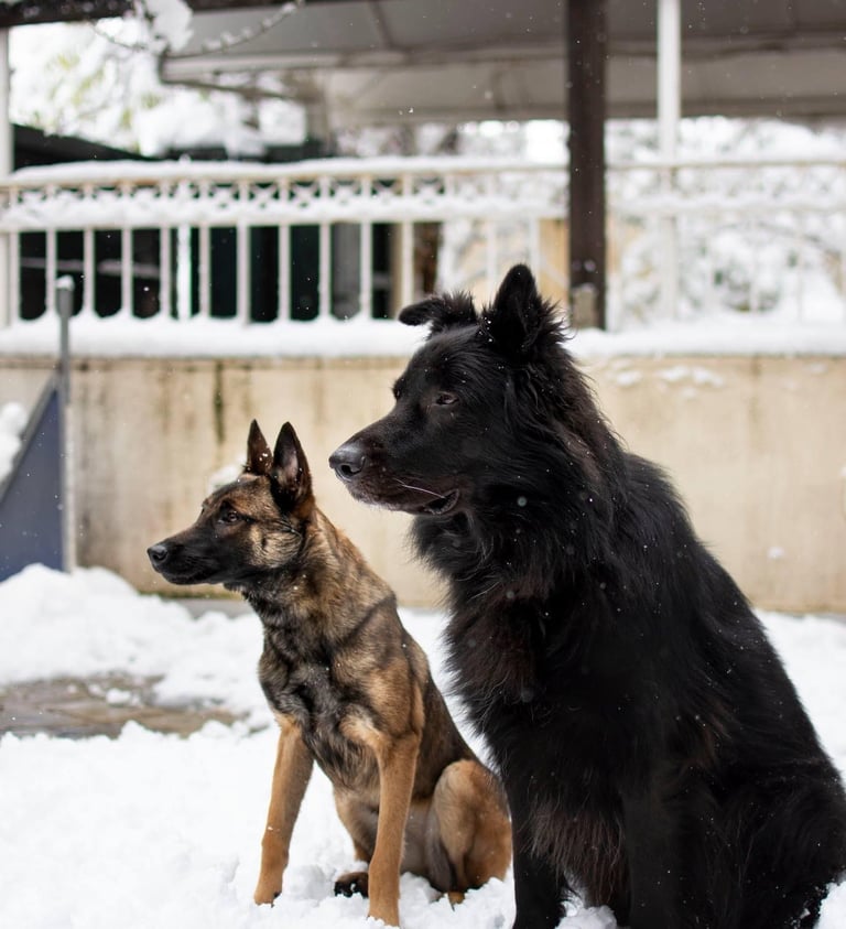 Two dogs sitting: one black long-haired, one smaller fawn short-haired.
