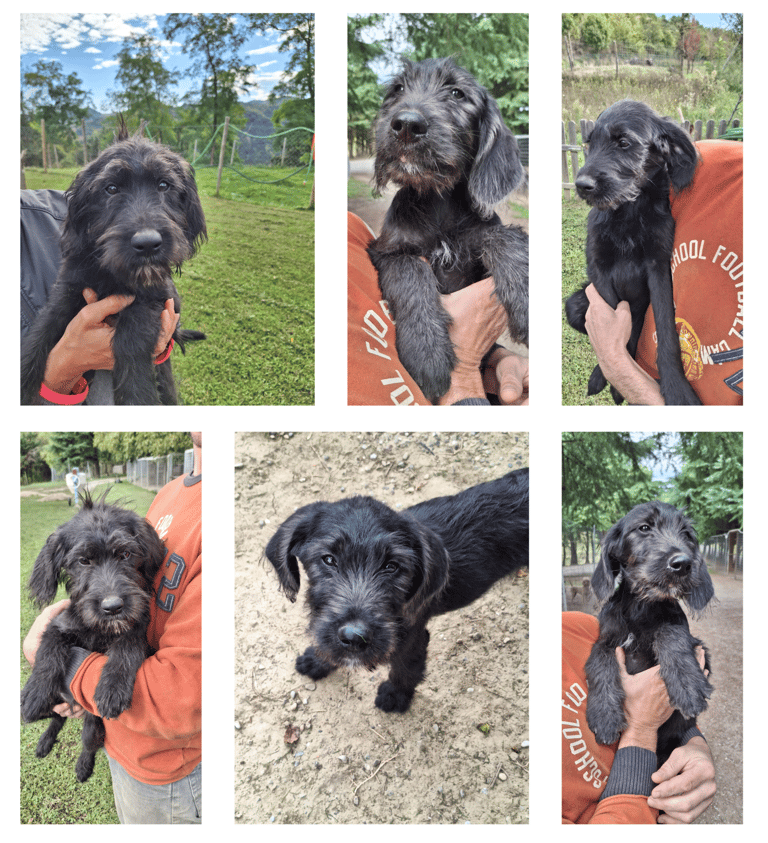 cuccioli labradoodle in vendita bologna, emilia-romagna, nord italia