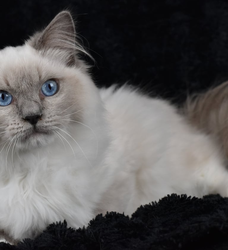 Wolfgang Amadeus du Manoir des Dolls