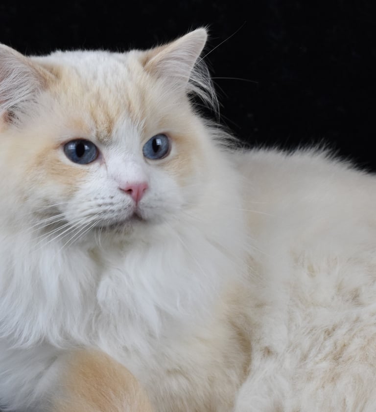 Shamallow de la Tribu Indigo