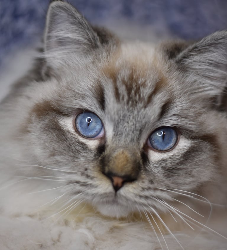 Ubert des Dolls de Mitilo