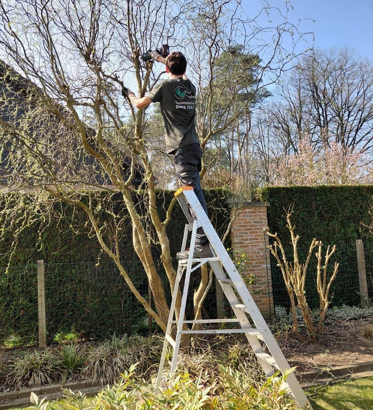 Tuinonderhoud Stan Vanaken bomen snoeien