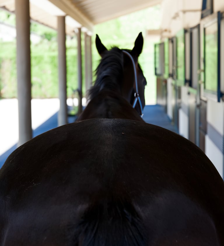 Rear view of a dark bay horse standing in a stable aisle with equestrian stalls.