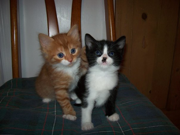 A fluffy ginger and white kitten and a black and white kitten are sitting on a chair. 