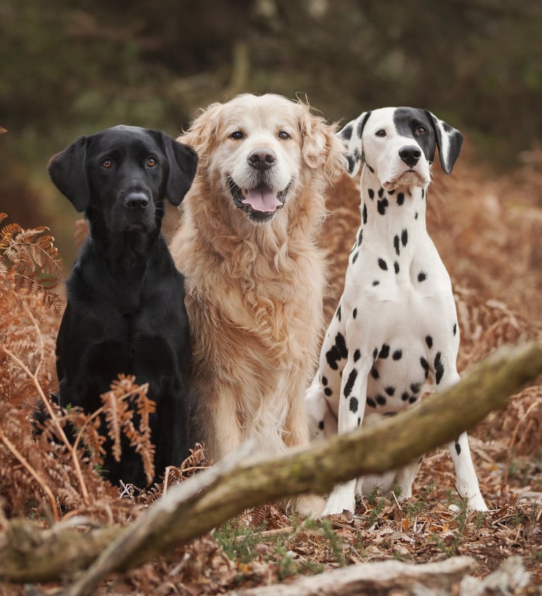 Three dogs are sitting looking at the camera, waiting for their owner to give them the next cue
