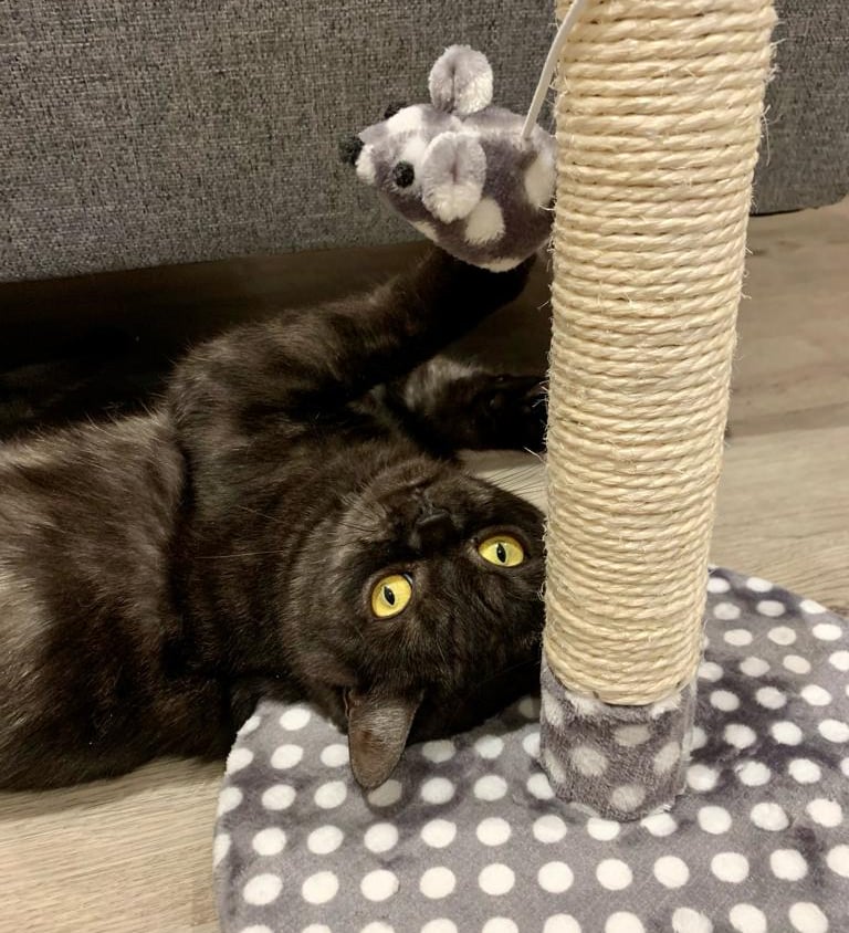 A cat with huge yellow eyes is lying on her back, playing with a mouse on a scratch post