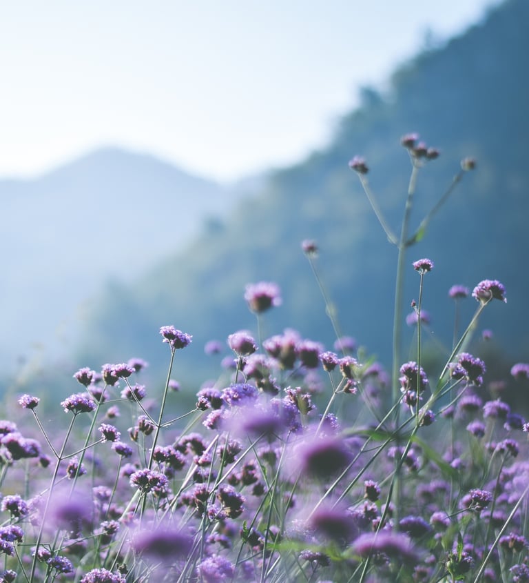Peak & Petal custom website design process
