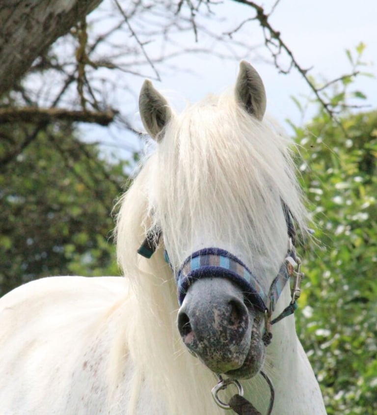 Porträt Bild von einem süßen weißen Pony vor grüner Hecke