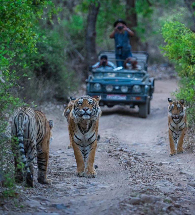 ranthambore