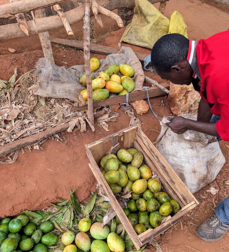 AAK farm staff is sorting fresh mangos