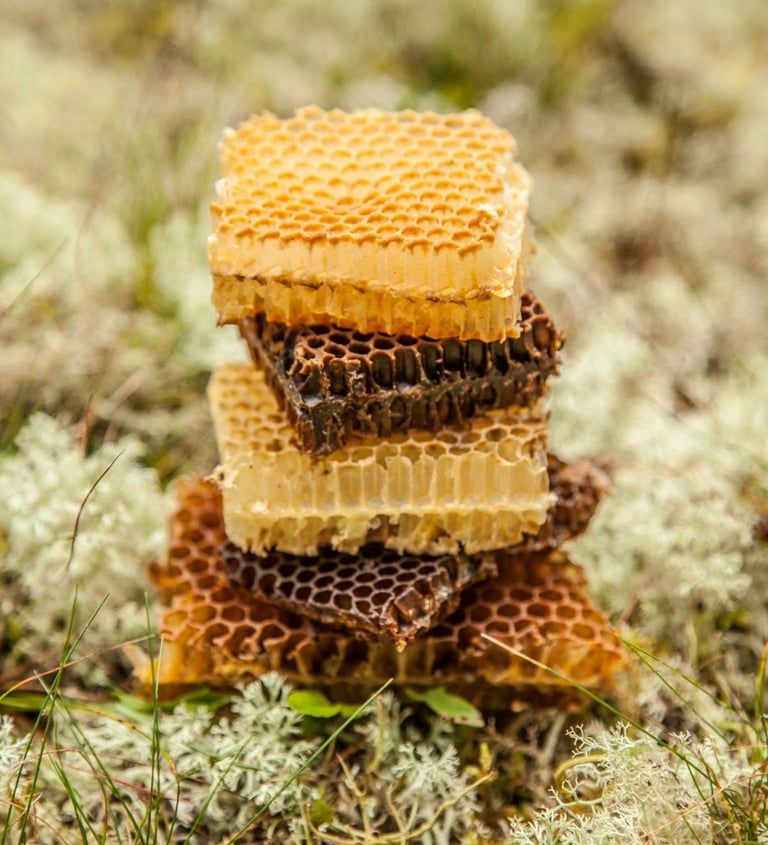 Skirtingos vaško spalvos. Korio gabaliukai. Bičių vaško įvairovė