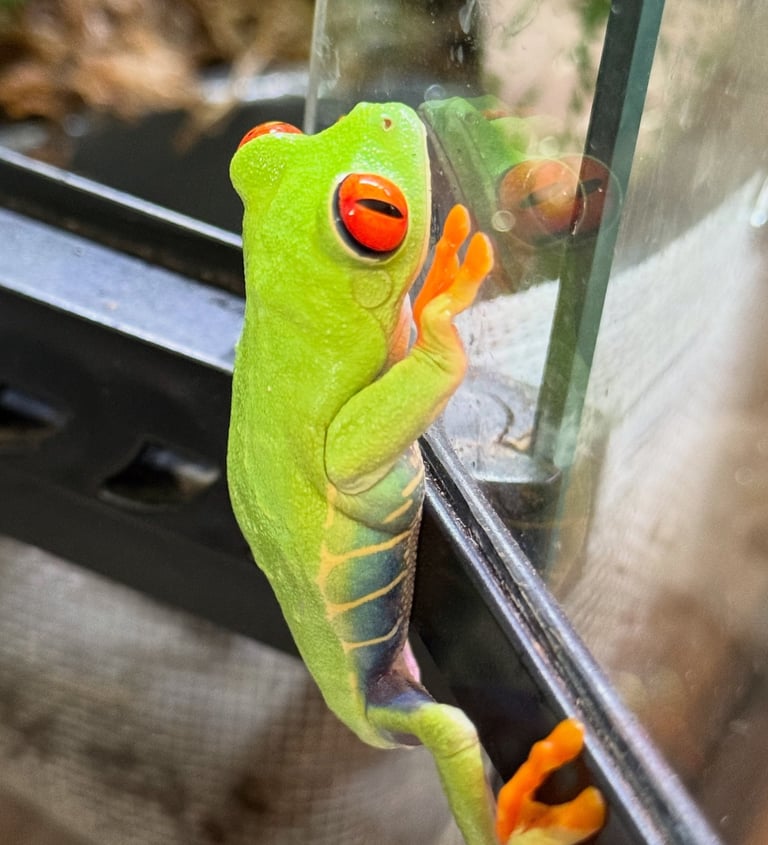 Red eyed tree frog on glass