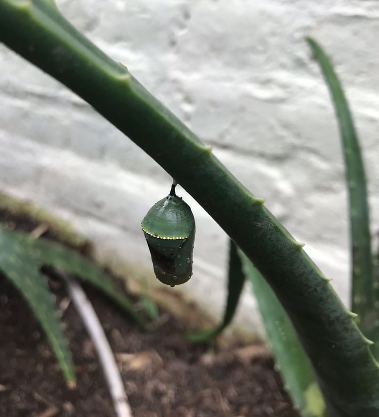 jardines de mariposas