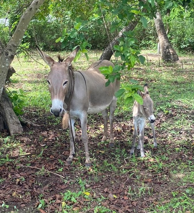 new born donkey with his mama at AAK farm