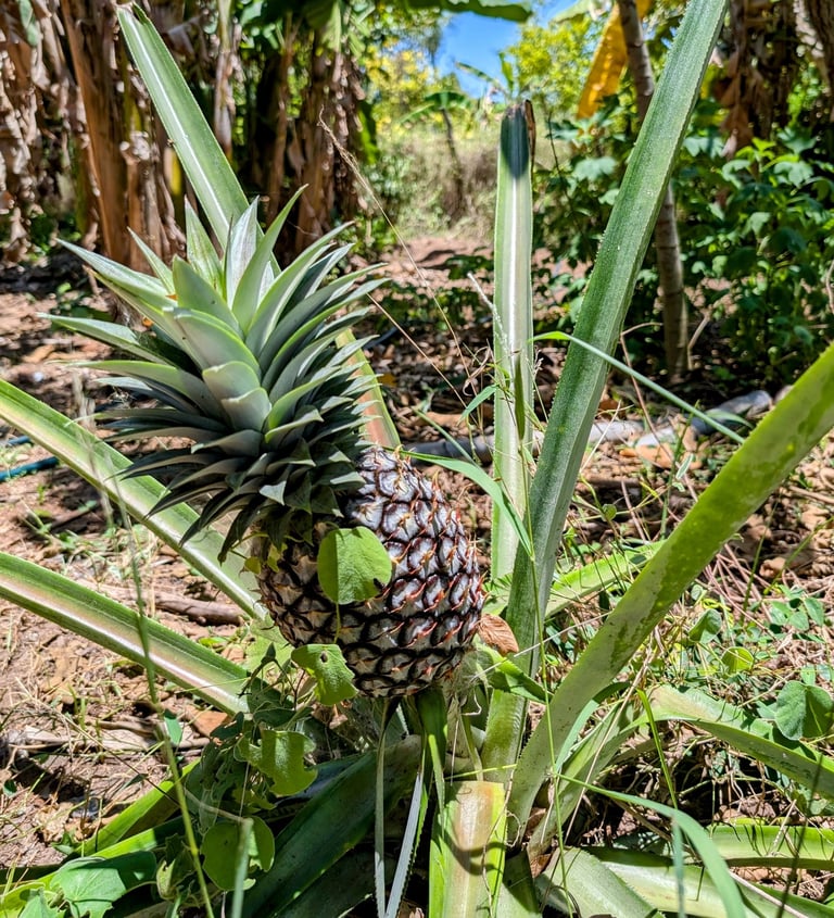 a pineappled on a tree in a tropical setting of the AAK farm