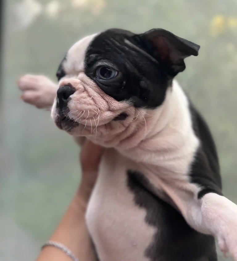 Cria de Boston Terrier, Blanco y Negro, en las manos de una persona - De los Kiris