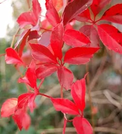 Red Ivy leaves
