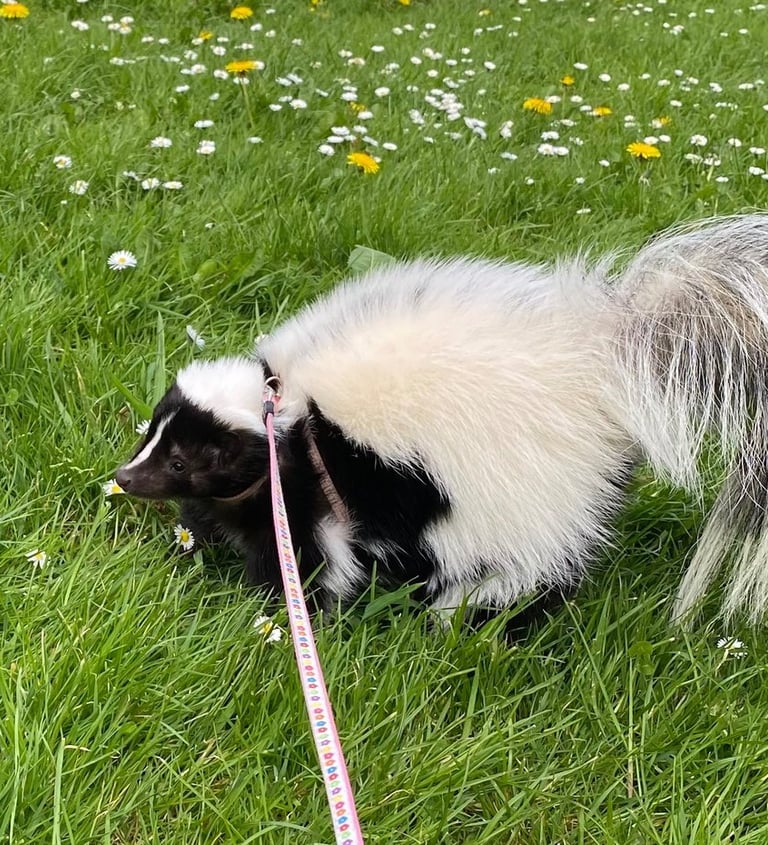 Cute skunk on a lead on lush grass with daisies and buttercups