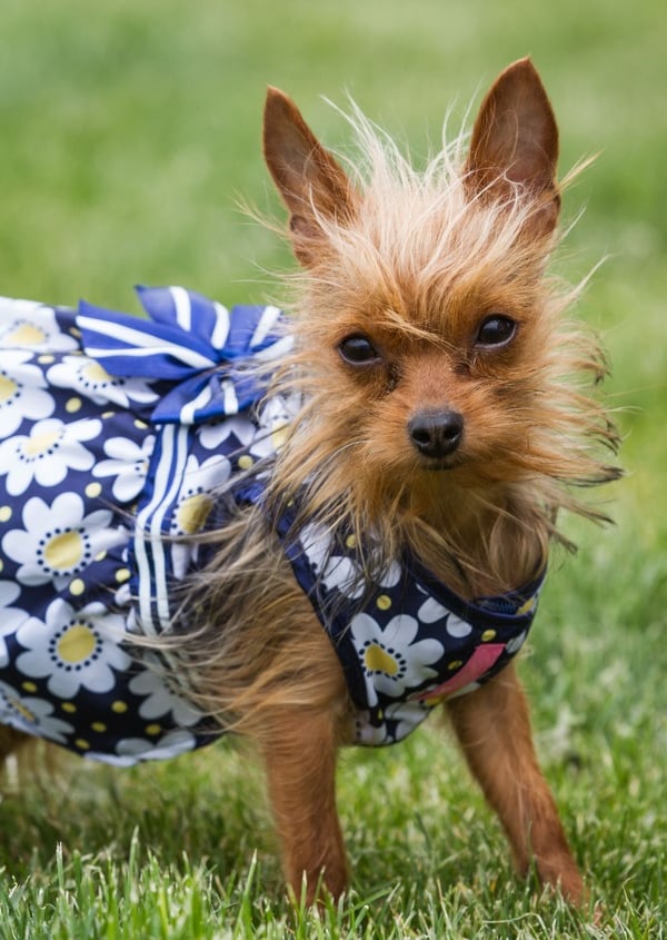 Un pequeño perro terrier desaliñado con un vestido azul de margaritas florales está de pie sobre la 