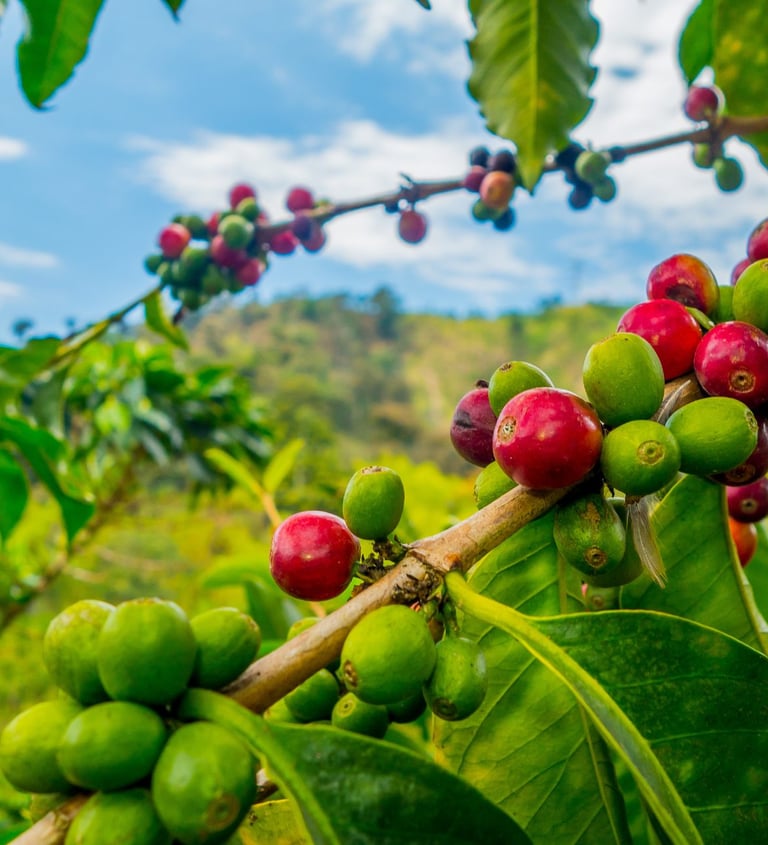 a bunch of coffee beans on a tree branch