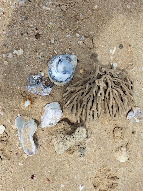 Oesters zuid afrika