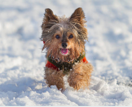 Yorkies for sale, Teacup Yorkies for sale, Affordable yorkies for sale
