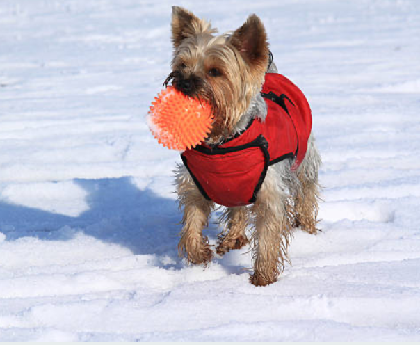 Yorkies for sale, Teacup Yorkies for sale, Affordable yorkies for sale