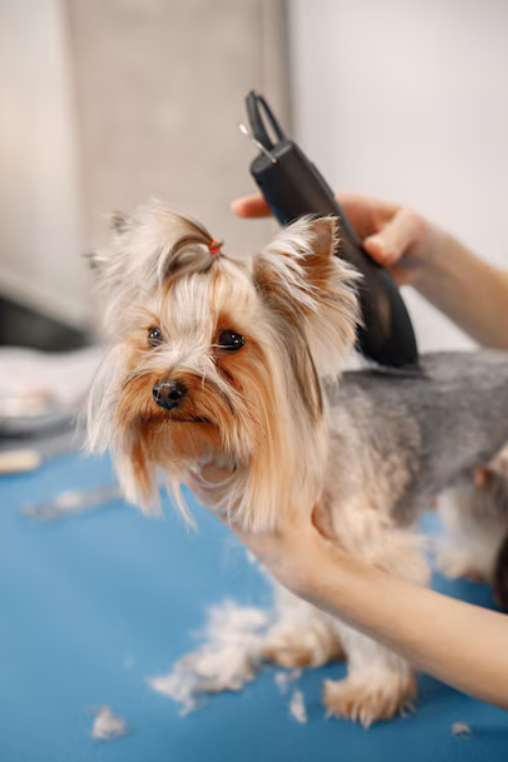 Yorkies for sale, Teacup Yorkies for sale, Affordable yorkies for sale