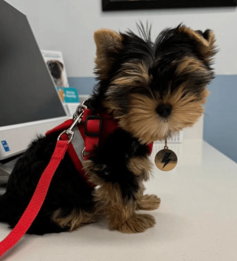Yorkies for sale, Teacup Yorkies for sale, Affordable yorkies for sale