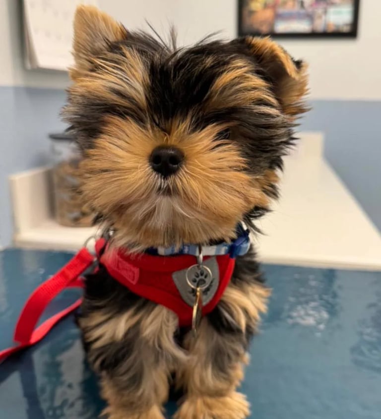Yorkies for sale, Teacup Yorkies for sale, Affordable yorkies for sale