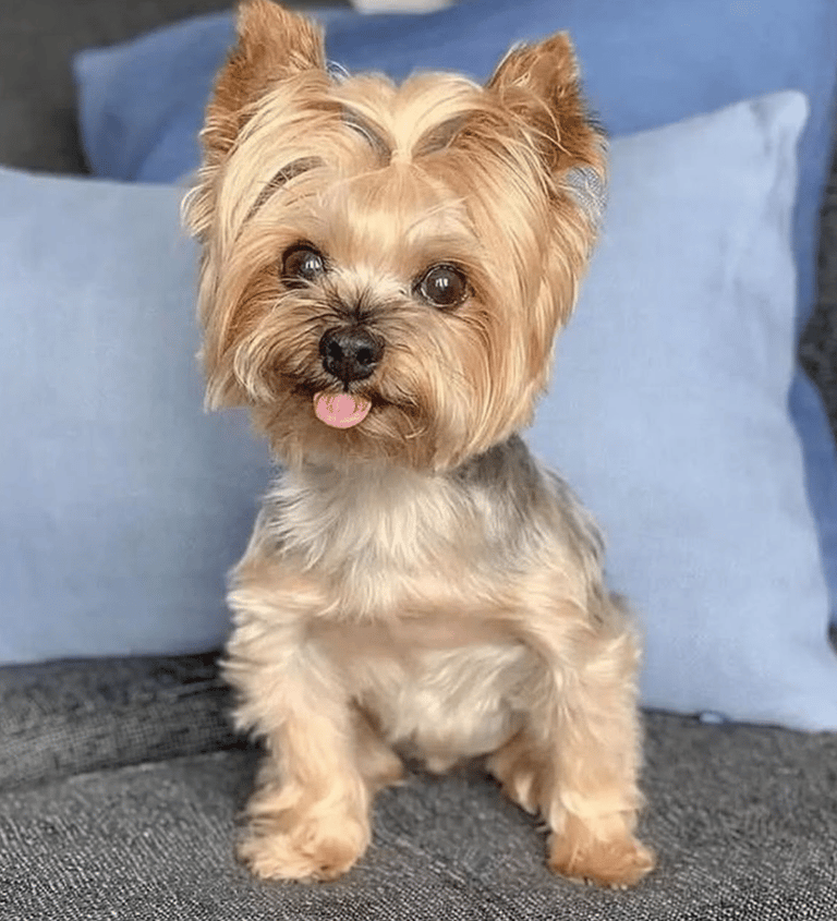 Yorkies for sale, Teacup Yorkies for sale, Affordable yorkies for sale