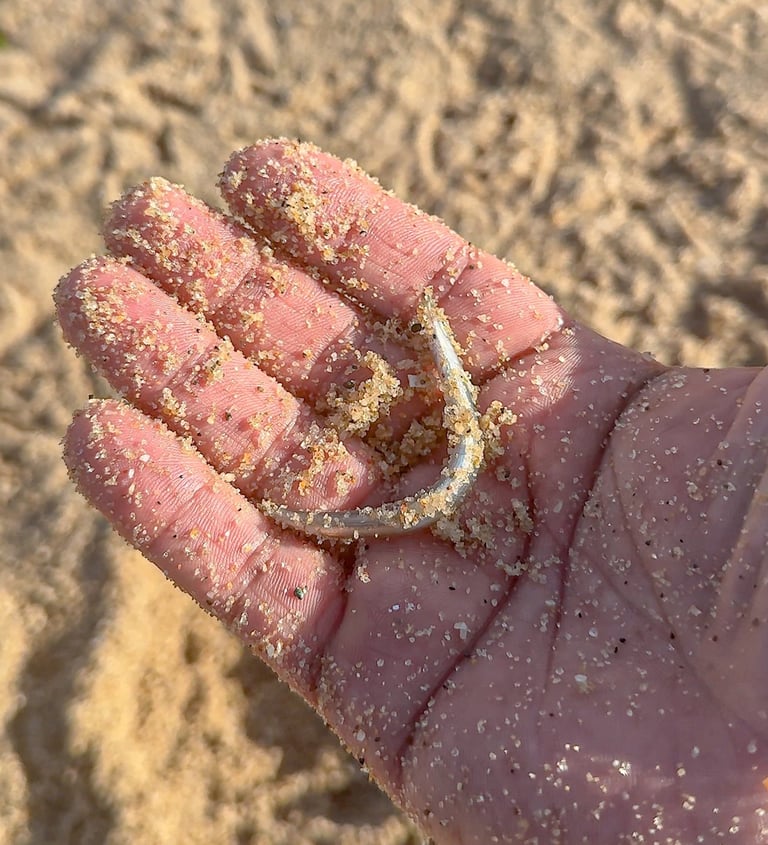 sand eels alive
