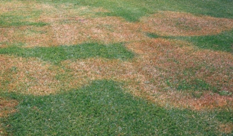 TLC Upstate Lawn Disease Control