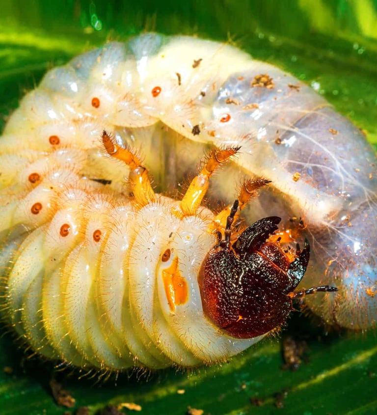 TLC Upstate Lawn Insect Control