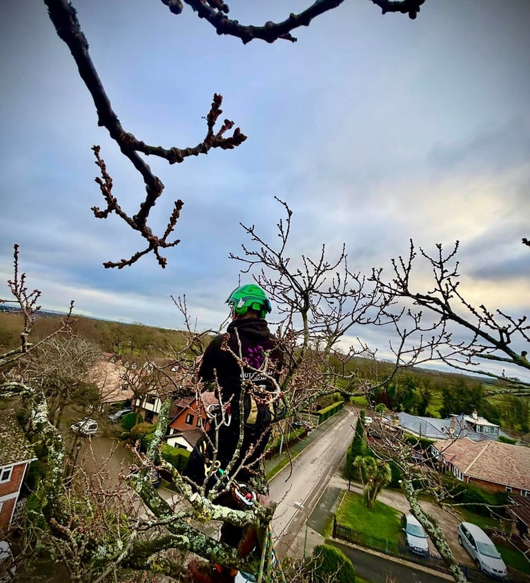 tree surgeon in a tree