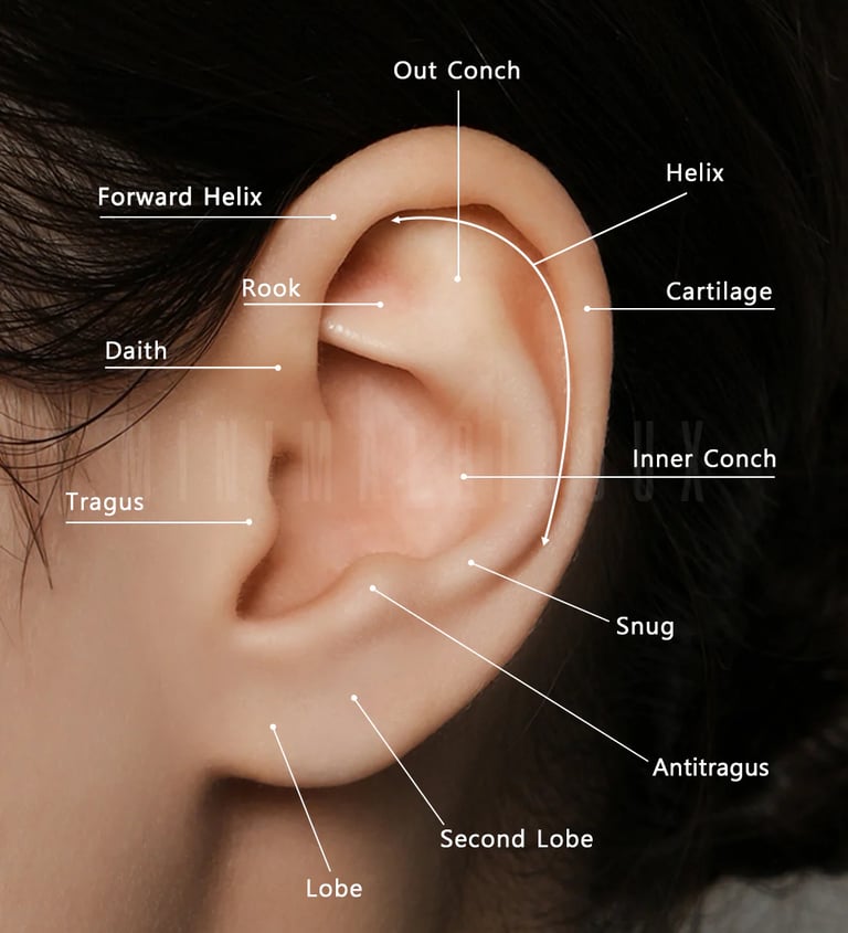 a image of all ear piercings