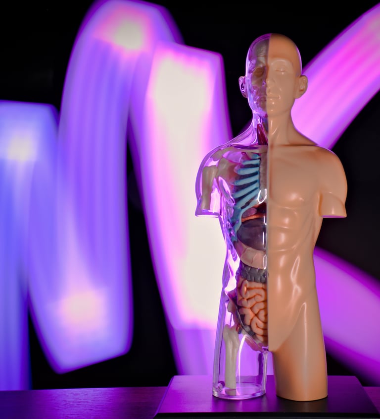 Foto de um modelo anatômico do corpo humano