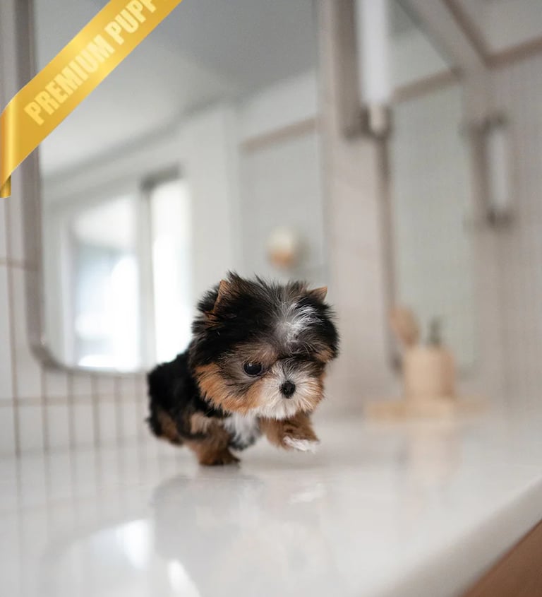 Puppies for Sale 