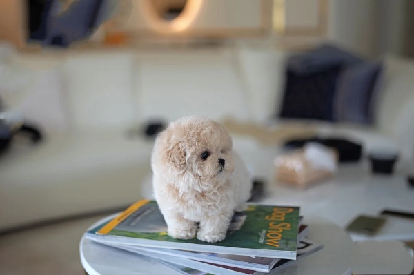 Puppies for Sale 