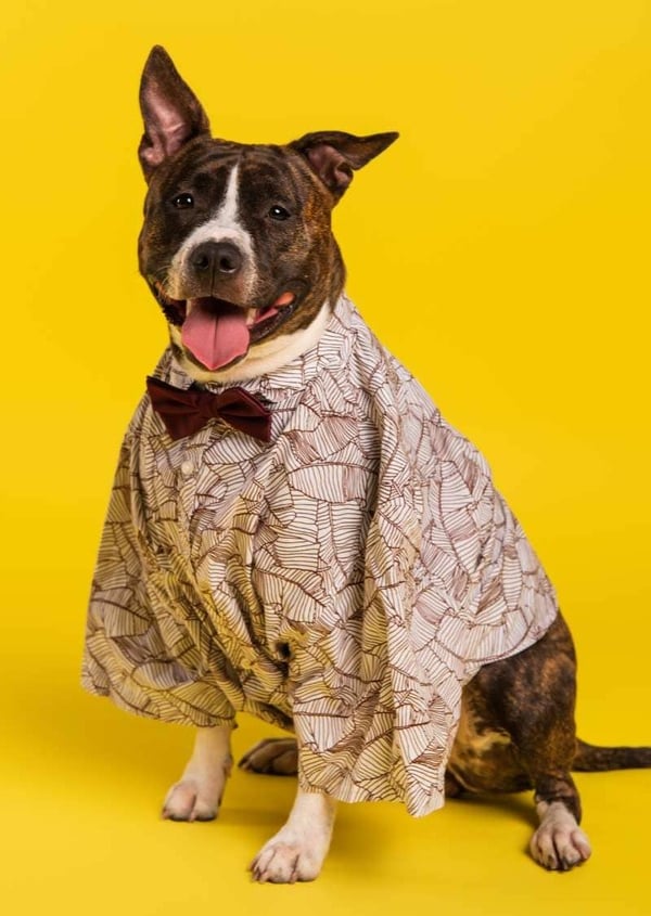 Perro café en fondo amarillo vistiendo camisa con diseño geométrico y moño guinda